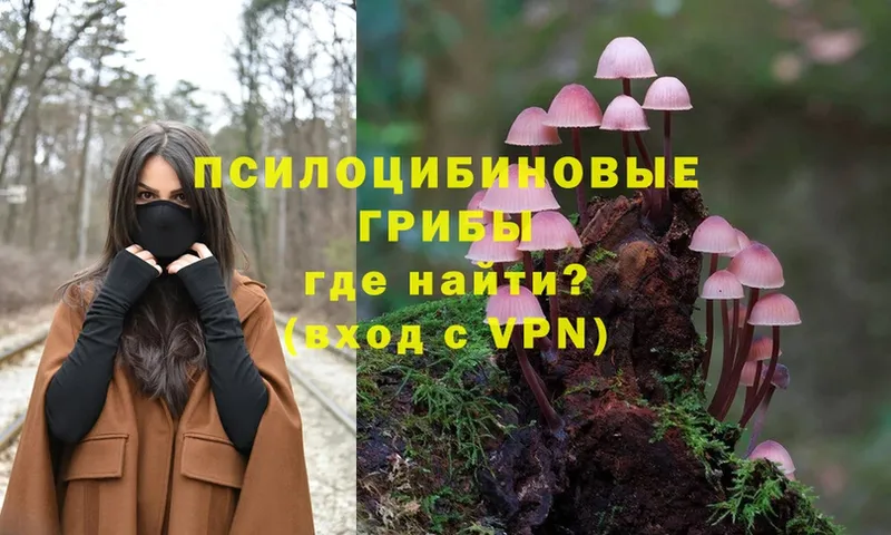 наркошоп  Ленинск  Галлюциногенные грибы Psilocybe 